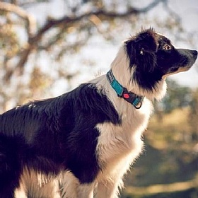 Rukka Bliss Dog Collars