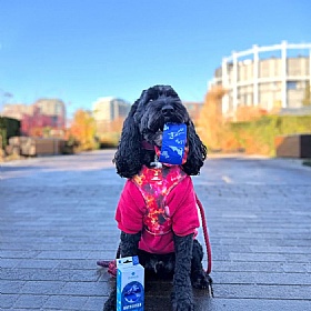 Adios Battersea Compostable Dog Poo Bags - 48 Bags