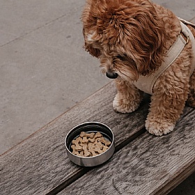 The Dog Bowl Bottle 3-in-1 Travel Bottle