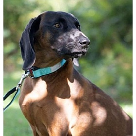 Rukka Lightweight Comfort Dog Collar