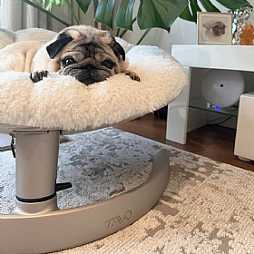Tavo Shell Swaying Dog Bed Lounger