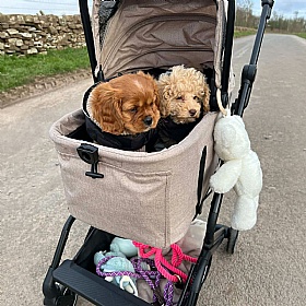 Nomad Dog Pram and Car Seat Carrier