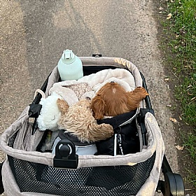 Nomad Dog Pram and Car Seat Carrier