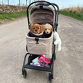 Nomad Dog Pram and Car Seat Carrier