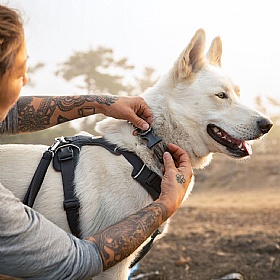 Ruffwear Front Range Dog Collar