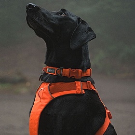Ruffwear Front Range Dog Collar