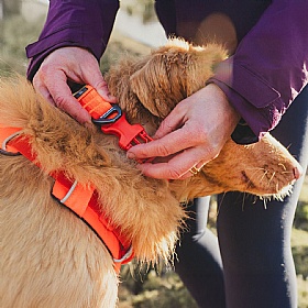 Ruffwear Front Range Dog Collar