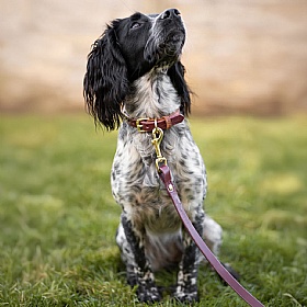 Storeys & Tails Luxury Rolled Leather Dog Collar