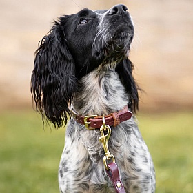 Storeys & Tails Luxury Rolled Leather Dog Collar