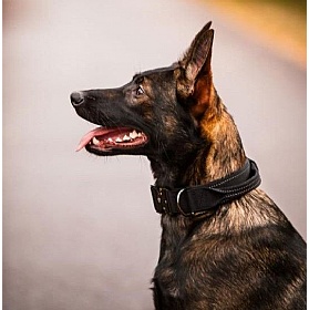 Rukka Mission Grip Large Dog Collars