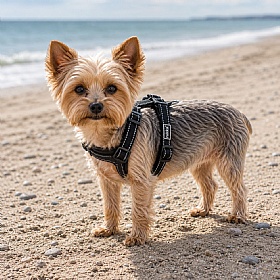 Rukka Form Dog Harness