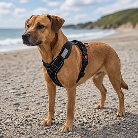 Rukka Solid Grip Dog Harness