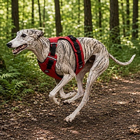 Rukka Hike Dog Harness