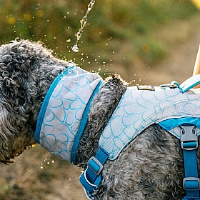 Ruffwear Swamp Cooler Dog Neck Gaiter