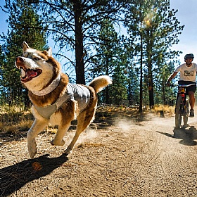 Ruffwear Swamp Cooler Zip Cooling Dog Vest