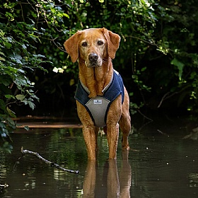 Ruff and Tumble Dog Cooling Coat