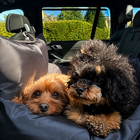 Travel Dog Pod 2.0 Dog Car Seat with Isofix
