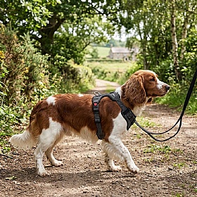 Rukka Star Dog Harness