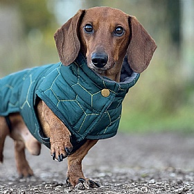 Mini Dachshund Waterproof Winter Dog Coat