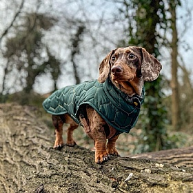Mini Dachshund Waterproof Winter Dog Coat