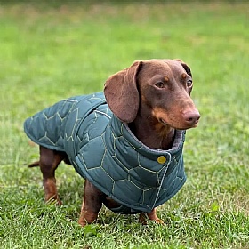 Mini Dachshund Waterproof Winter Dog Coat