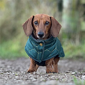 Mini Dachshund Waterproof Winter Dog Coat