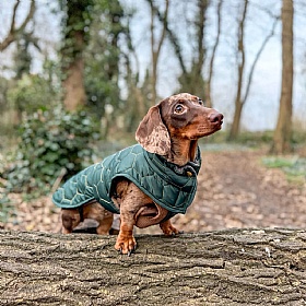 Mini Dachshund Waterproof Winter Dog Coat