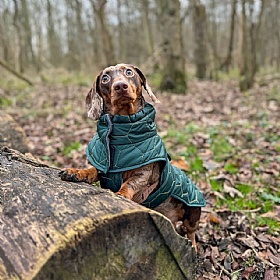 Mini Dachshund Waterproof Winter Dog Coat