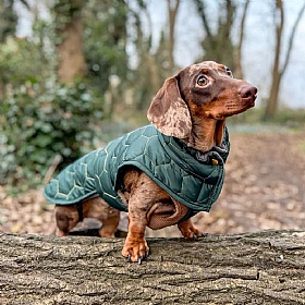 Mini Dachshund Waterproof Winter Dog Coat