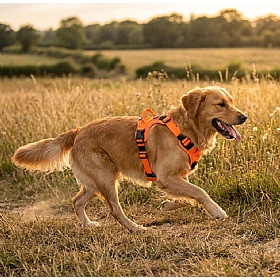 Quapas Ultra Comfort Dog Harness