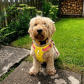 Ruffwear Hi & Light Dog Harness