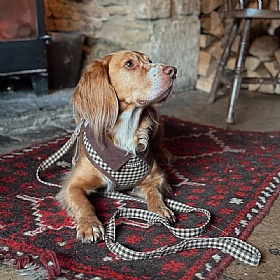 Cocopup London Cotswold Check Dog Lead