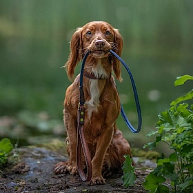 Morston Rolled Clip Dog Lead