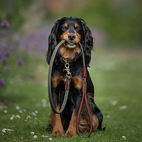 Morston Rolled Clip Dog Lead