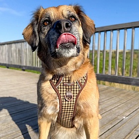 Cocopup London Cotswold Check Explore Dog Harness