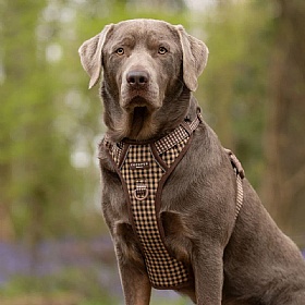 Cocopup London Cotswold Check Explore Dog Harness