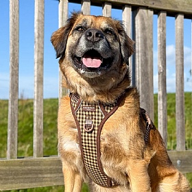 Cocopup London Cotswold Check Explore Dog Harness