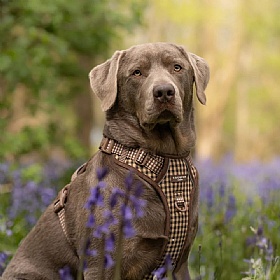 Cocopup London Cotswold Check Explore Dog Harness