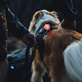 Ruffwear The Beacon Dog Walking Safety Light