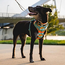Ruffwear Front Range Dog Harness