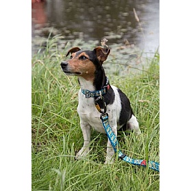 DNA Summit Signature Nocturnal Dog Collars