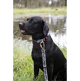 DNA Summit Signature Moorland Dog Collars
