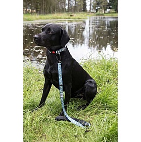 DNA Summit Signature Harwood Hare Dog Collars