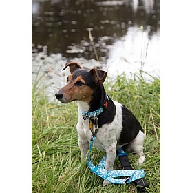 DNA Summit Signature Gull Dog Collars
