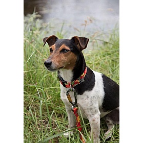 DNA Summit Signature Poppy Dog Collars