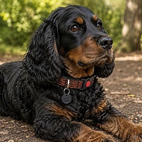 DNA Explorer Lightweight Dog Collars