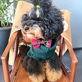 Wag & Wool Forest Green British Wool Dog jumper