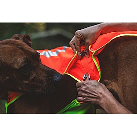 Ruffwear Lumenglow High-Vis Dog Jacket