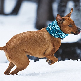 Ruffwear Mt. Hoodie Warming Neck Gaiter