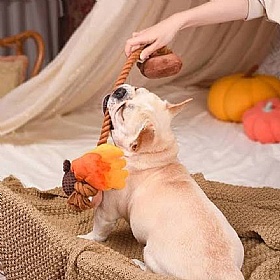Autumn Tailz Squeaky Acorn Tug Rope Dog Toy